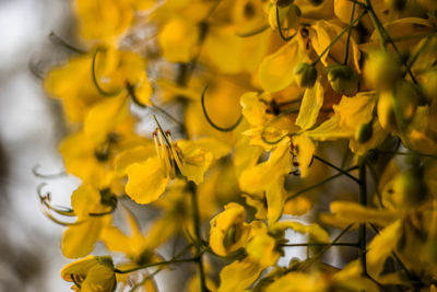 Close-up of yellow flowering plant