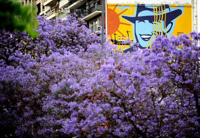 Close-up of purple flowering plants