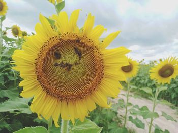 Close-up of sunflower