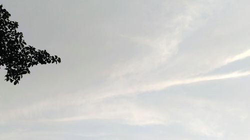 Low angle view of trees against sky