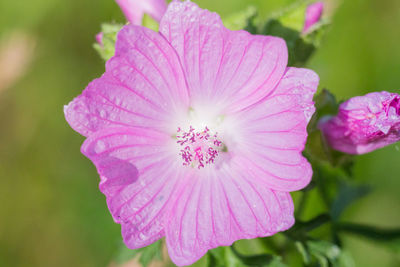 Close-up of pink rose flower