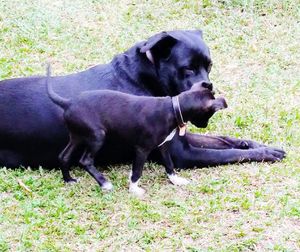 Close-up of black dog on field