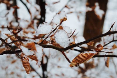 Close-up of snow on plant