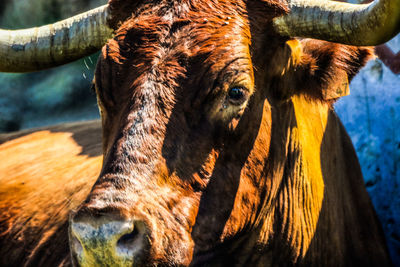 Close-up of a bull
