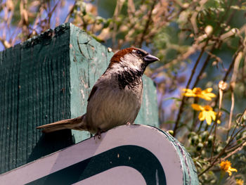 Close-up of bird perching on flower