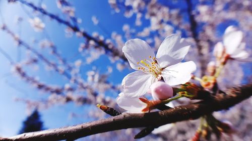 Low angle view of cherry blossoms on branch