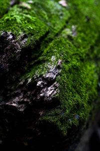 Close-up of moss growing on tree trunk