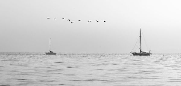 Silhouette birds flying over sea against clear sky