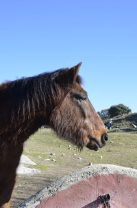 Side view of a horse against clear blue sky