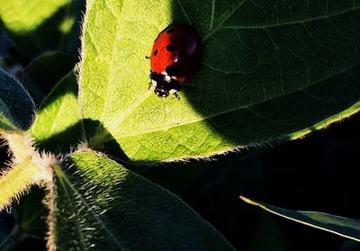 Close-up of ladybug on plant