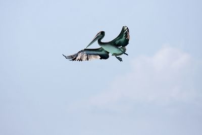 Low angle view of pelican flying against sky