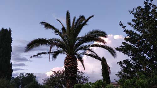 Low angle view of palm trees against sky