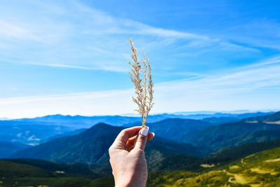 Dry grass in the woman's hand against the background of the mountain landscape and blue sky. travel 