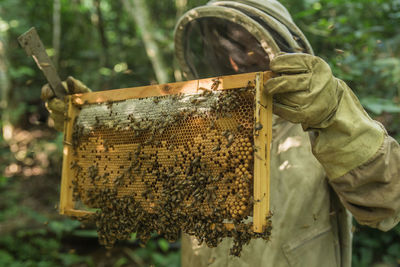 Beekeeper holding honeycomb in forest