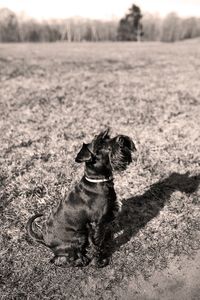 Dog looking away on field