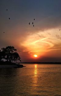 Silhouette birds flying over sea against sky during sunset
