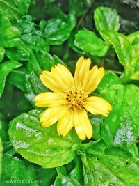 Close-up of yellow flower blooming outdoors