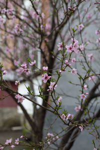 Close-up of pink cherry blossoms in spring