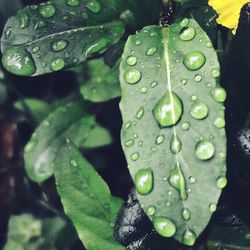 Close-up of water drops on leaves