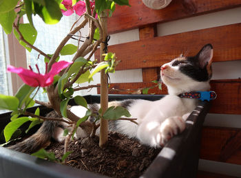 Cat sitting on potted plant