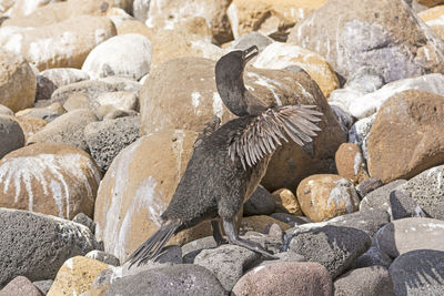 Flightless cormorant on isabela island in the galapagos islands