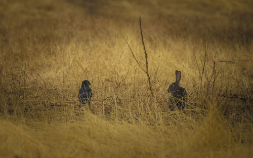 Birds on field