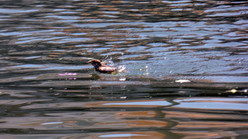 Duck swimming in lake