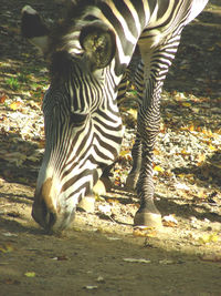 Close-up of an animal
