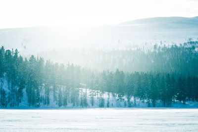 Pine trees in forest during winter