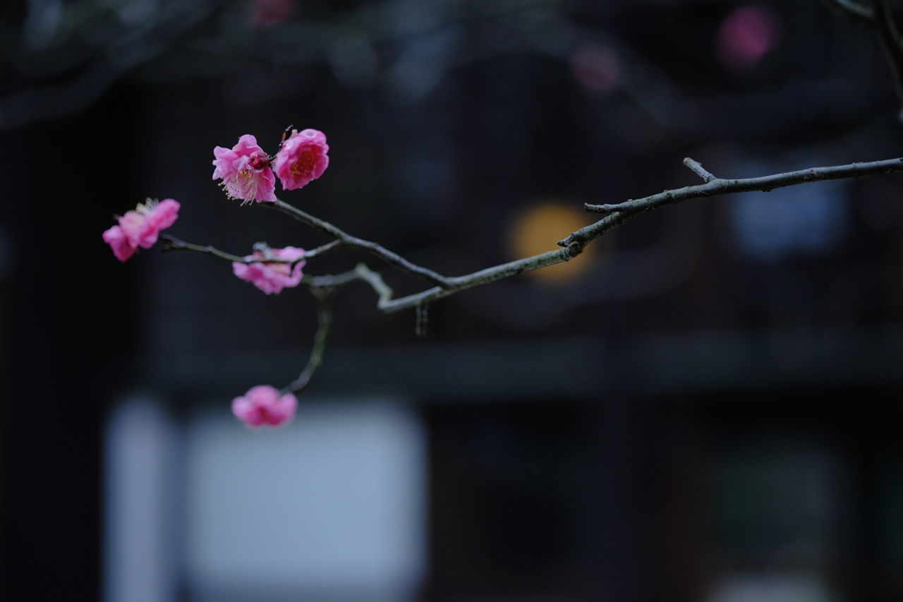 flower, focus on foreground, close-up, fragility, pink color, freshness, selective focus, petal, growth, nature, stem, twig, beauty in nature, plant, branch, outdoors, day, no people, red, blooming