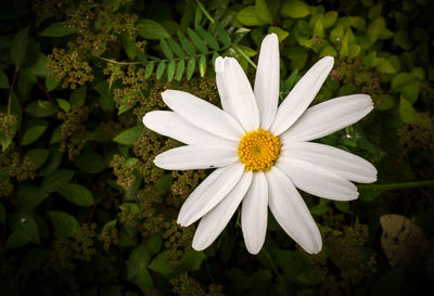 Close-up of white flower blooming outdoors