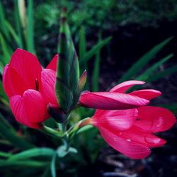 Close-up of red flowers