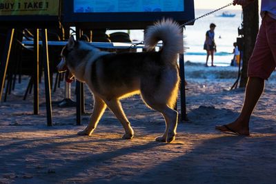 Low section of man with dog walking on beach