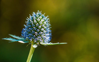 Close-up of purple flowering plant