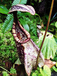 Close-up of lizard on plant