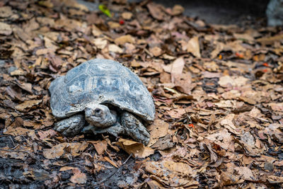 Close-up of turtle on field