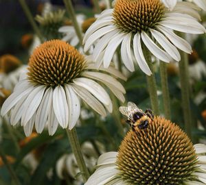 Close-up of butterfly pollinating on flower