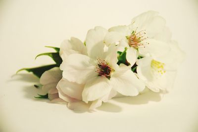 Close-up of white flowers