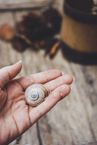 Close-up of snail