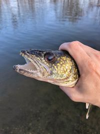 Midsection of person holding fish in lake