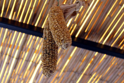 Low angle view of lizard on metal