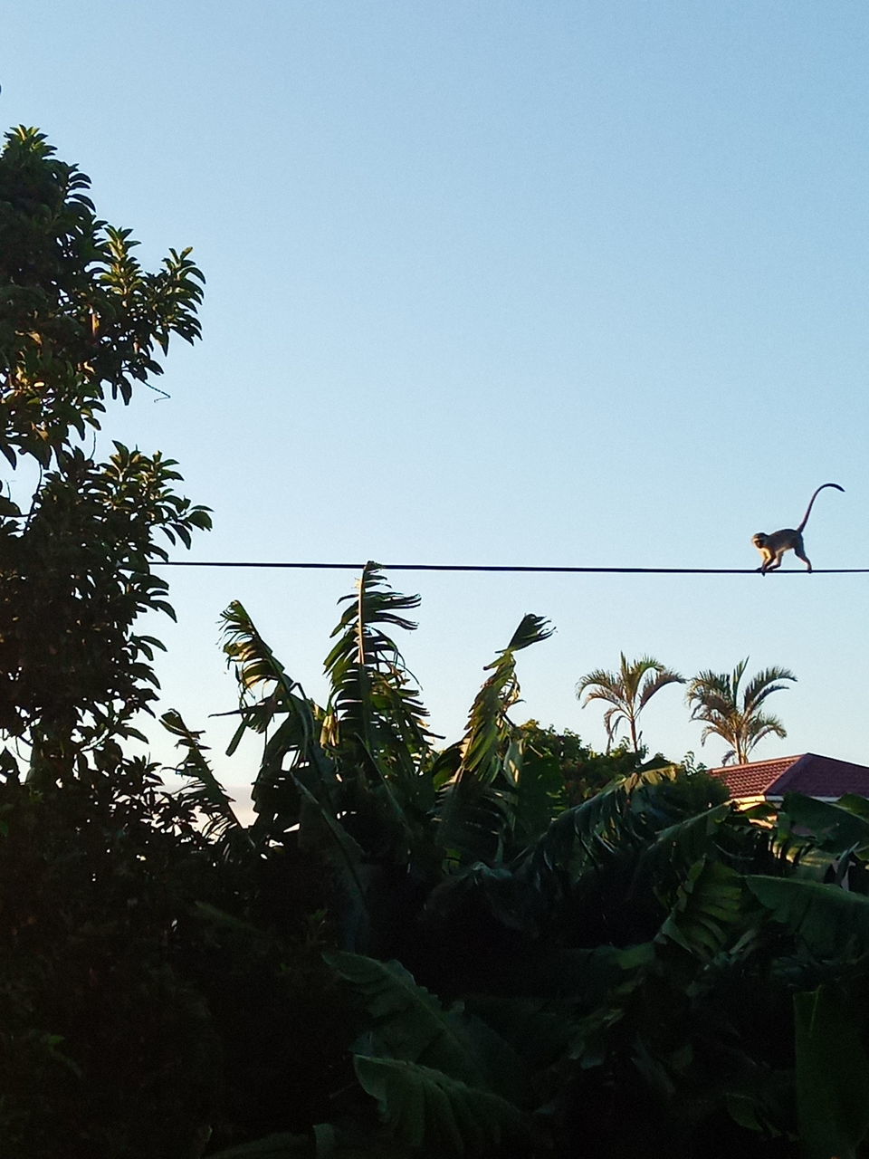 LOW ANGLE VIEW OF BIRD ON PLANTS AGAINST SKY