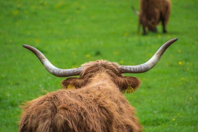 Highland cattle on field