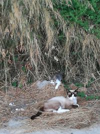 Cat relaxing on grass