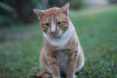 Portrait of tabby cat on field