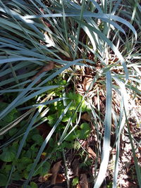 High angle view of plant on field