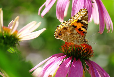 Butterfly on pink coneflower at park