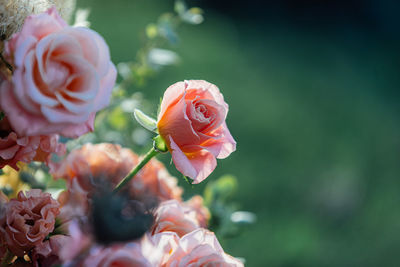 Close-up of pink rose