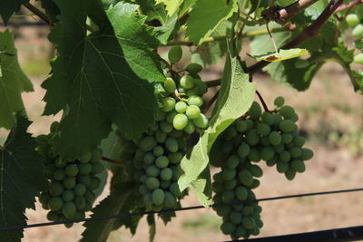 Close-up of grapes growing on tree