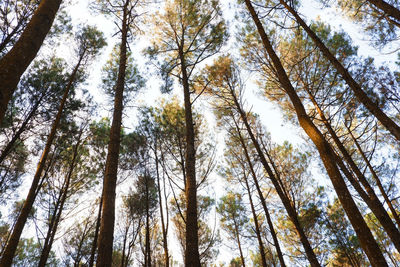 Low angle view of trees in forest